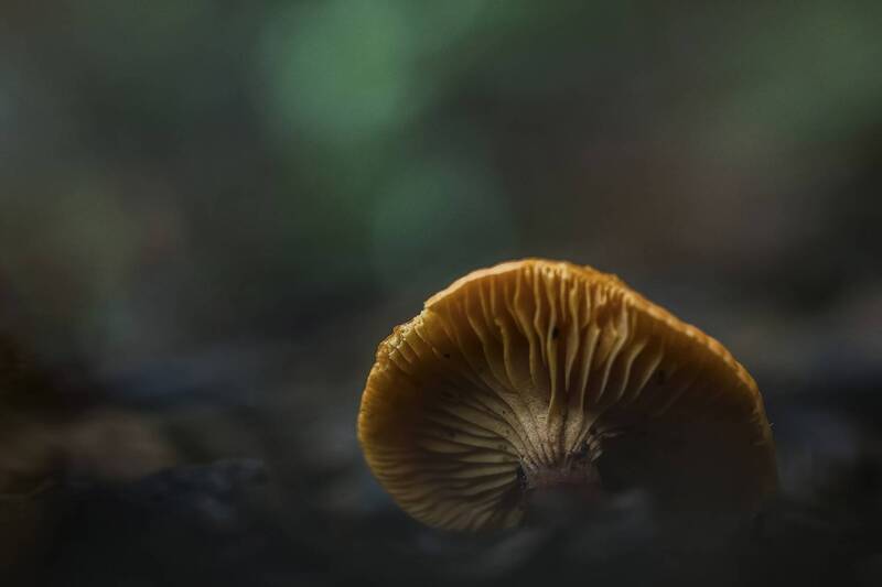 From belowphoto preview