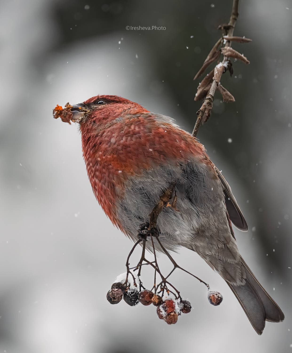 Щур, птица, Ирешева Мария