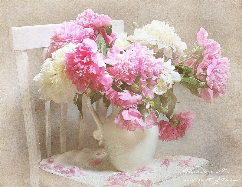 пион,цветок,букет,утро Утро пионовphoto preview