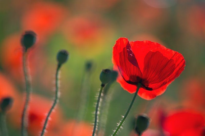 Только день жизниphoto preview