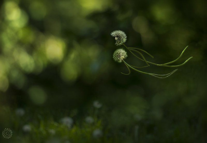 лето, одуванчики, полёт Полёты во сне и наяву...photo preview