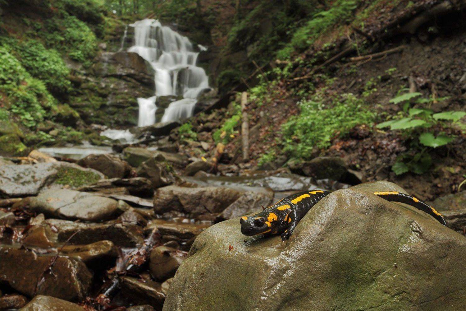 , Роман Рысь