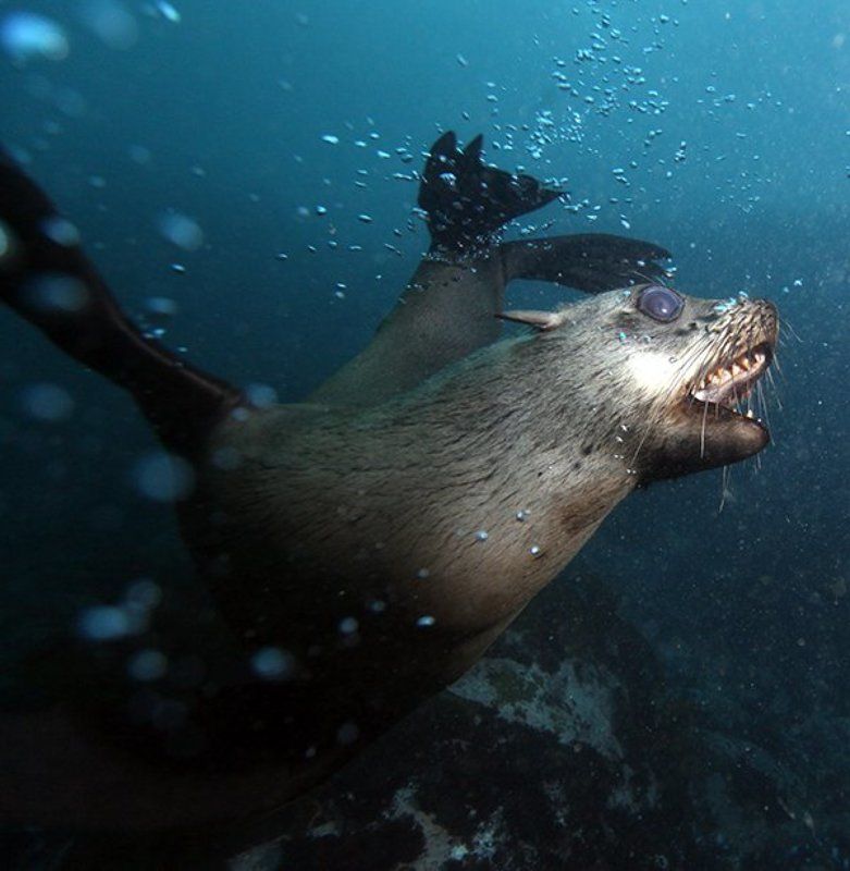 Морской котик, ЮАР Вираж!photo preview
