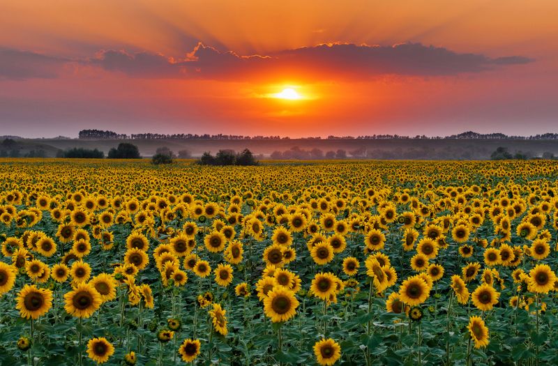 Алтай, Закат, Подсолнухи, Солнце Мои подсолнухиphoto preview