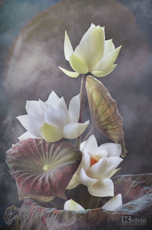 Sen Trắngphoto preview