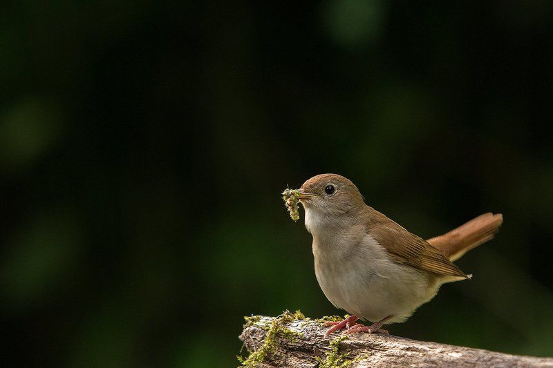 Cоловейphoto preview