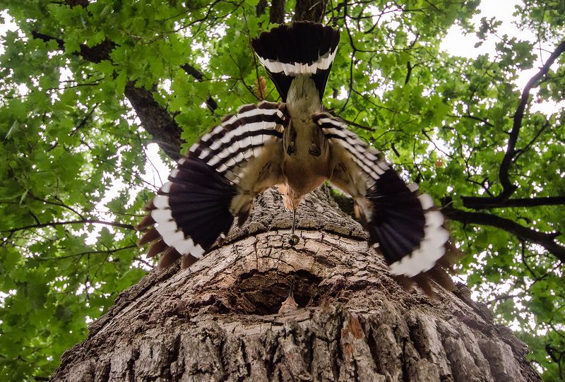 wildlife Удодphoto preview