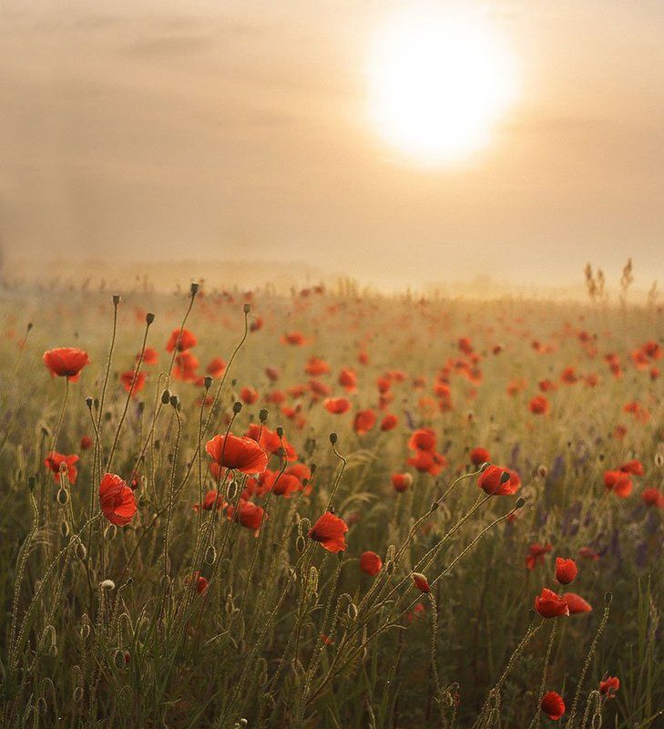 Восход в маках, Красные маки, Маки, Поле Маки на рассветеphoto preview