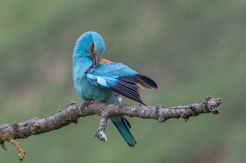 roller, european roller, kraska, coracias garrulus, aves, birds, ptaki, dominik chrzanowski fotografia przyrodnicza, dominik chrzanowski wildlife photography European Roller фото превью
