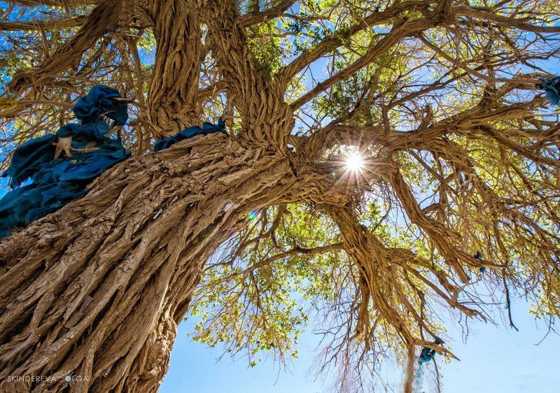 Монголия Священное деревоphoto preview