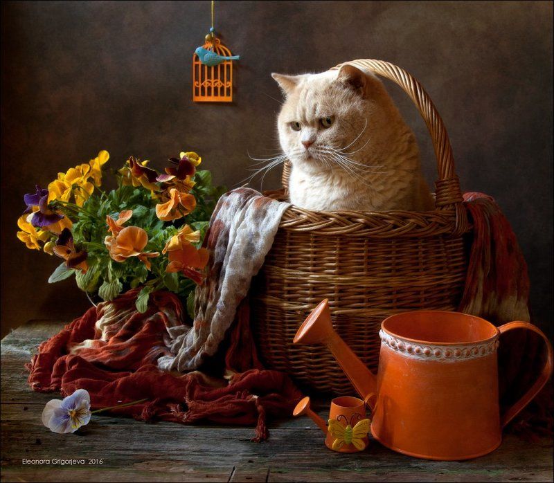 анютины глазки, виолы, корзина, кот, лето, натюркотики, оранжевый Оранжевое летоphoto preview