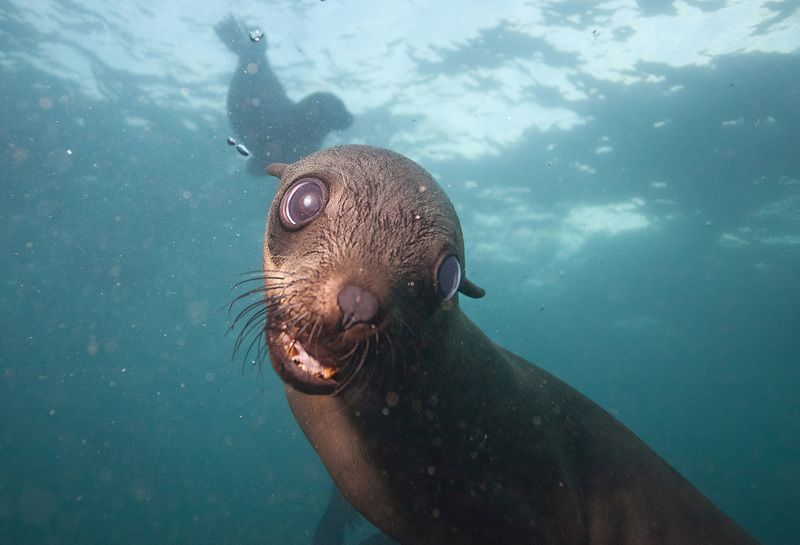 Морской котик, ЮАР Вы кто?photo preview