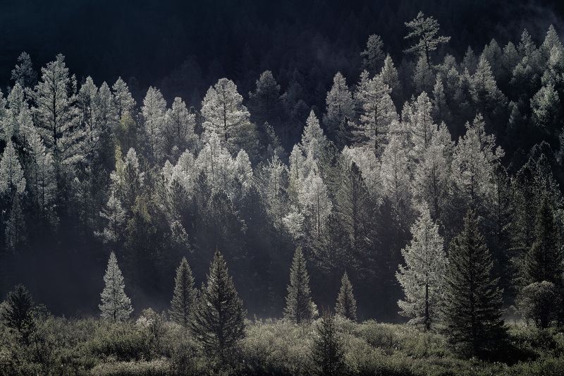 Алтай, Лес, Лето, Пейзаж, Природа, Туман, Утро Утренний туманphoto preview