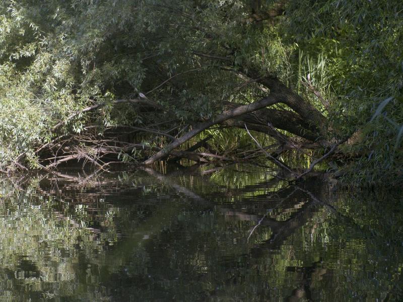 пруд, пейзаж, деревья, линии, пятна Русалочий прудphoto preview