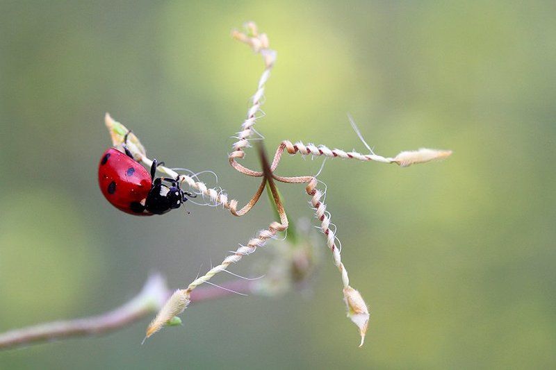 nature ladybug macro  *photo preview