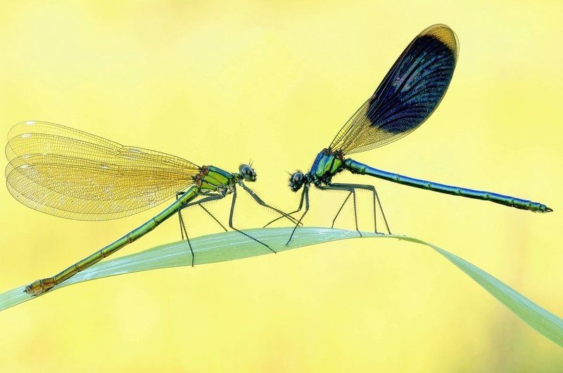 ОН И ОНАphoto preview