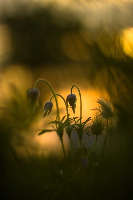 Последние из могикан...photo preview