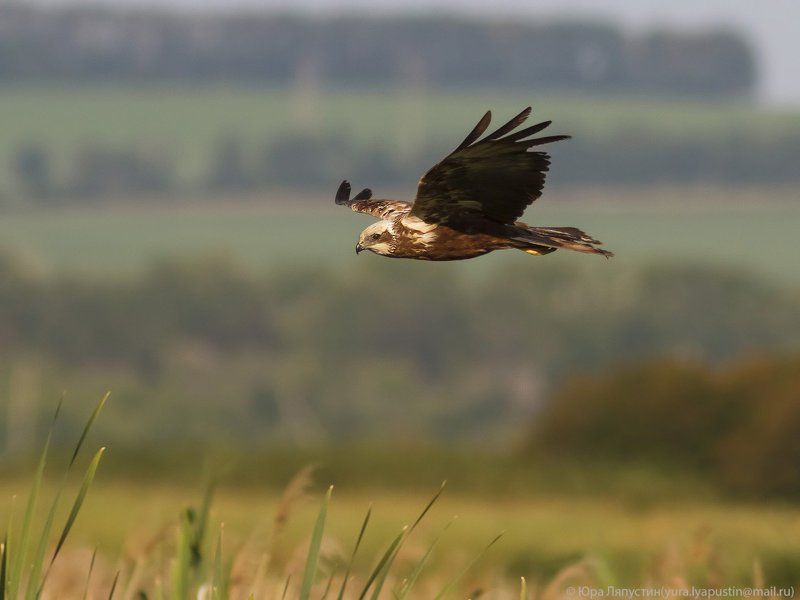 Лунь, Охота, Полёт Болотный лунь на охоте.photo preview