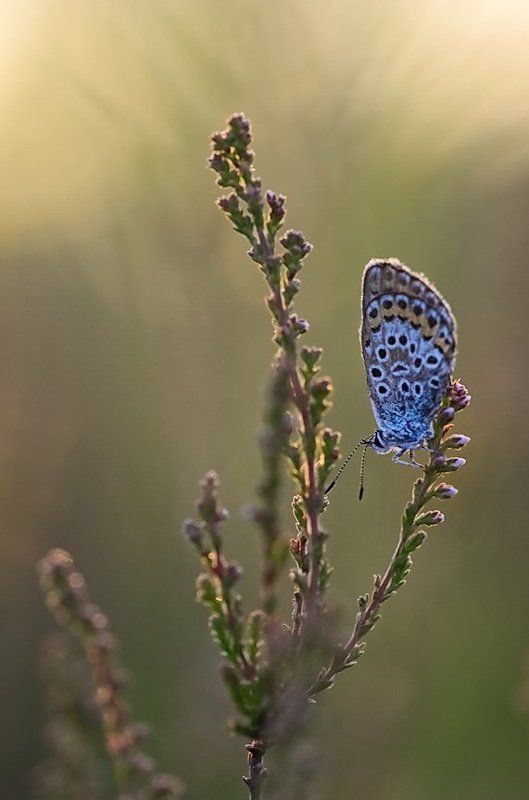Бабочка, Вереск, Поляна, Цветы ***photo preview
