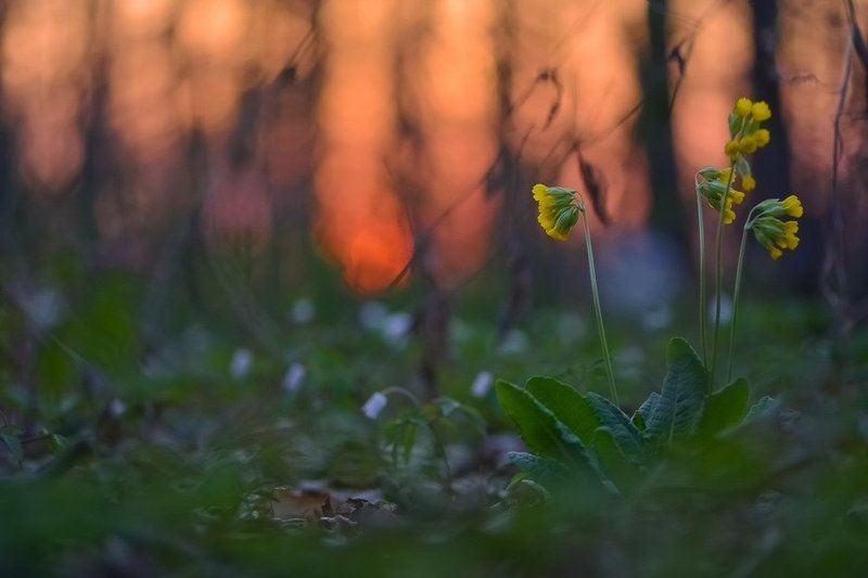 Боке, Ветреница, Вечер, Закат, Лес, Первоцвет, Цветы А вечер был так сладокphoto preview