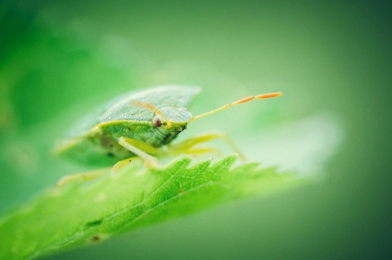 Bugs, Color, Forest, Green, Life, Light, Nature Green bugphoto preview