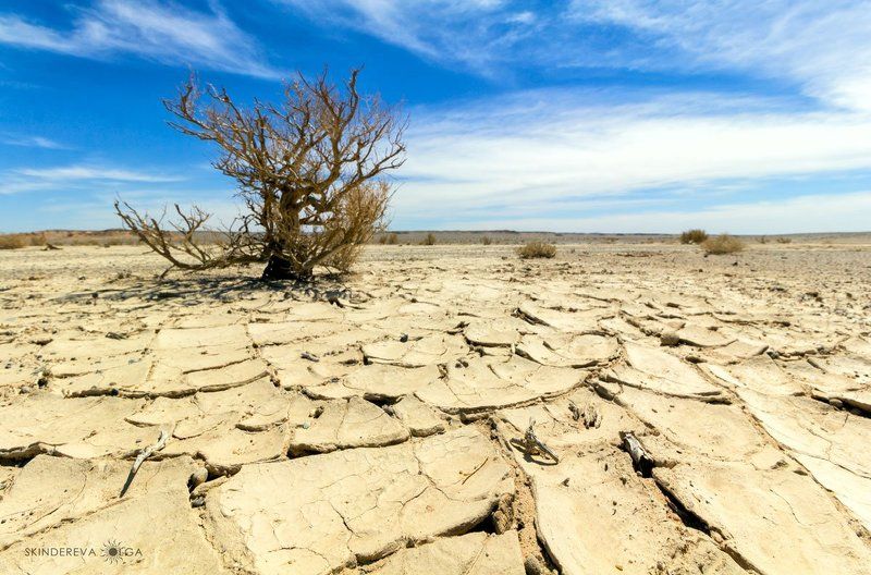 Монголия, пейзаж, засуха Жажда жизниphoto preview