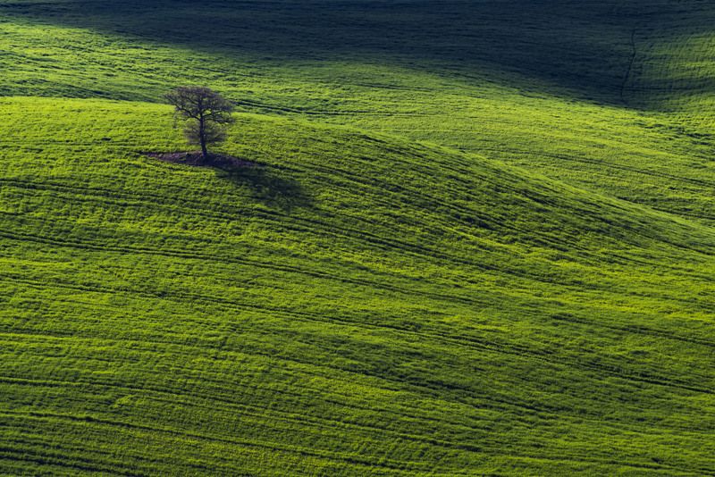 поля, холмы, пейзаж, италия, пейзаж, природа, дерево, тоскана, долина Зеленые волныphoto preview