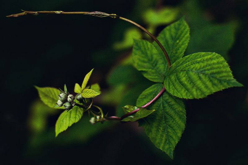 Природа photo preview