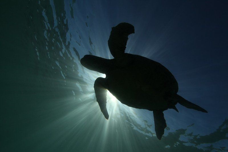 Черепаха Черепахаphoto preview