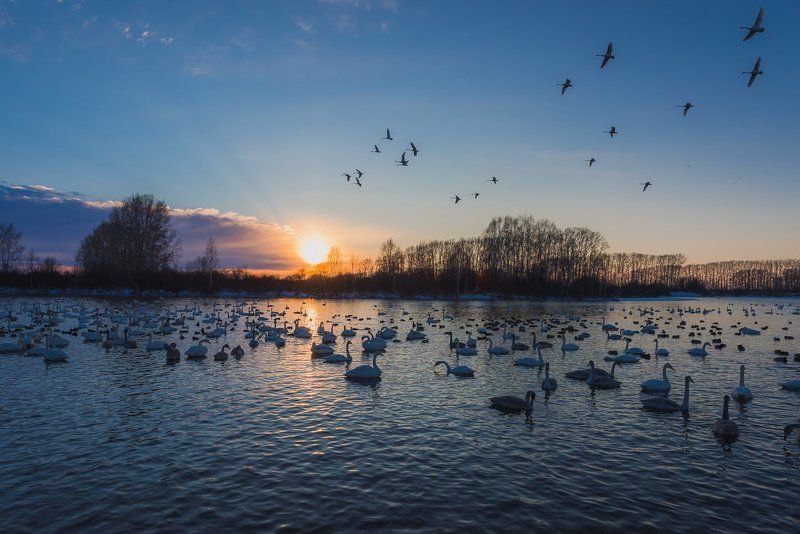 Лебединое (Светлое) озеро, Алтайский край, Россия.photo preview