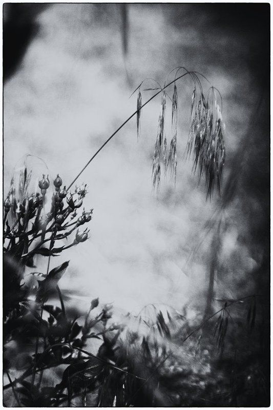 линии, пятна, природа, чб ***photo preview