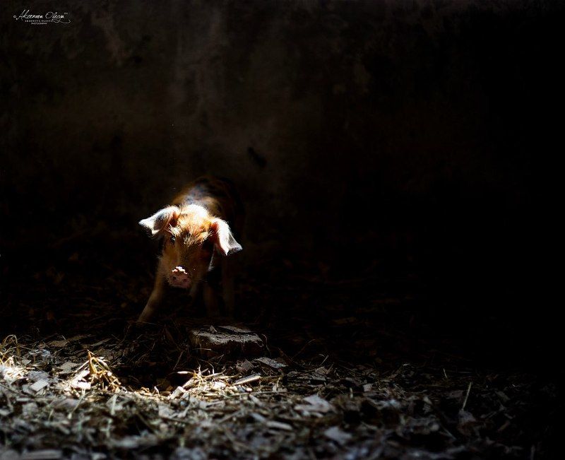 поросенок photo preview