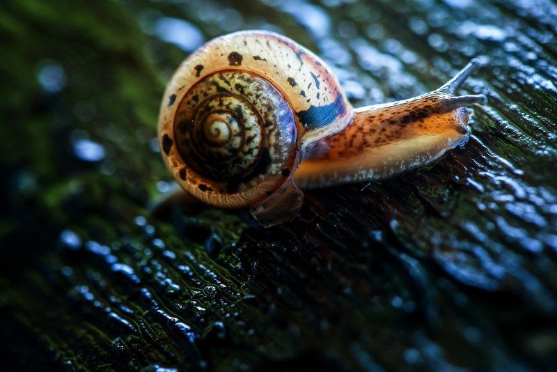 Улитка Уляphoto preview