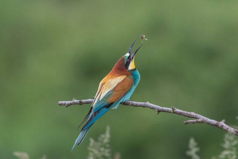 european bee-eater, aves, birds, merops apiaster, dominik chrzanowski wildlife photography European Bee-eater фото превью