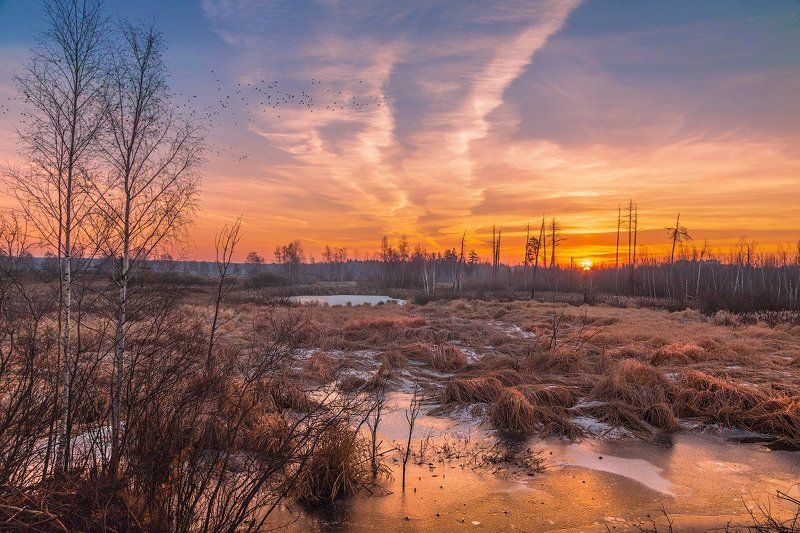 вечер, закат, осень, птицы, солнце Поздняя осень, грачи улетают..photo preview