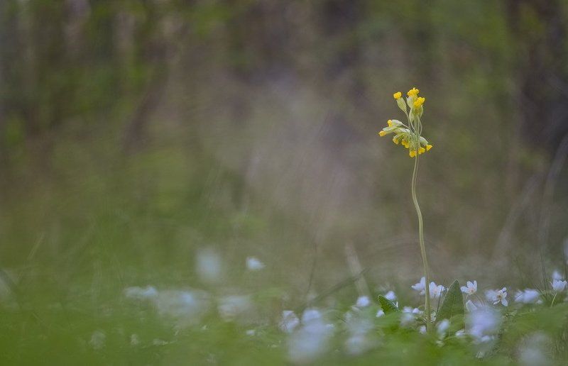 Ветреница, Лес, Первоцвет, Поляна, Цветы Выскочкаphoto preview