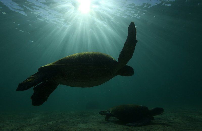 Черепаха Черепахиphoto preview