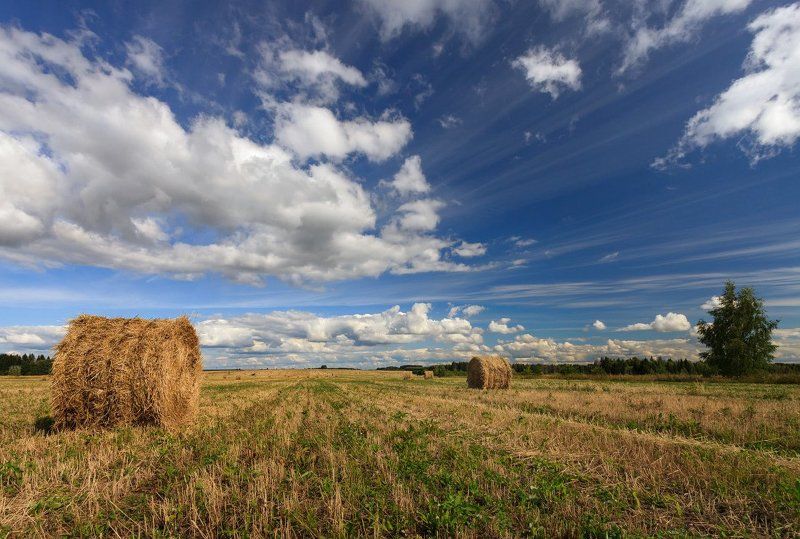 Поле трава сено рулоны лес облака лето Природные линииphoto preview