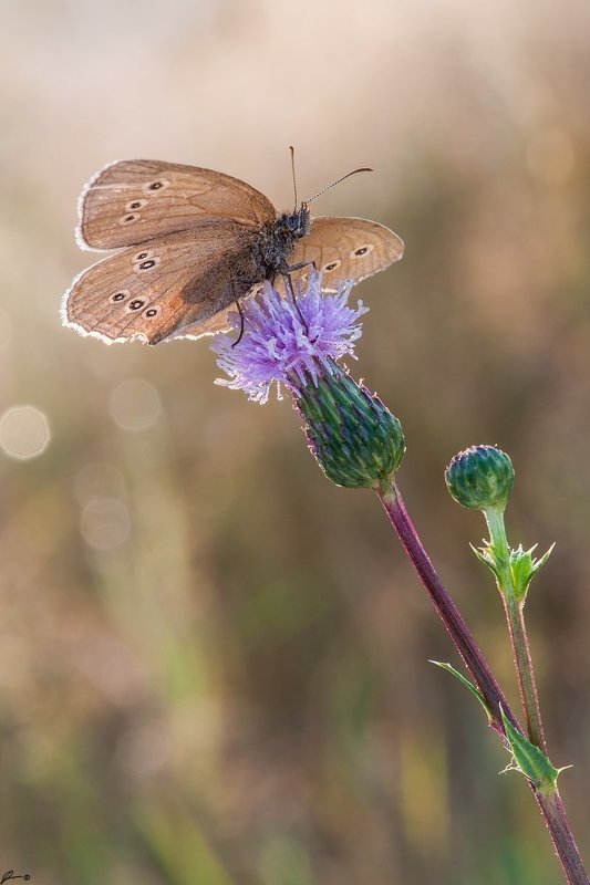 Bokeh, Butterfly, Flowers, Insect, Macro, Makro, Nature, Wildlife Aphantopus hyperantusphoto preview