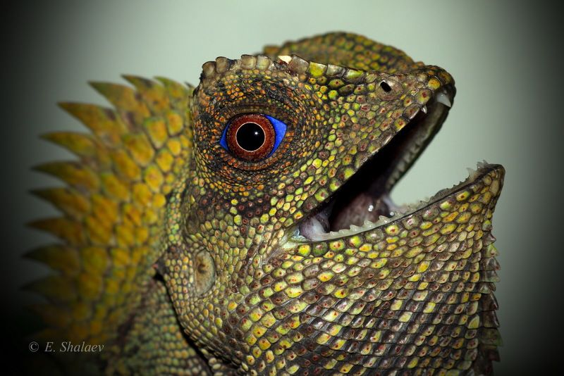 Gonocephalus chamaeleontinus, Lizards, Reptilia, Гоноцефал хамелеоновый, Рептилии, Ящерица Гоноцефал хамелеоновый - Gonocephalus chamaeleontinusphoto preview