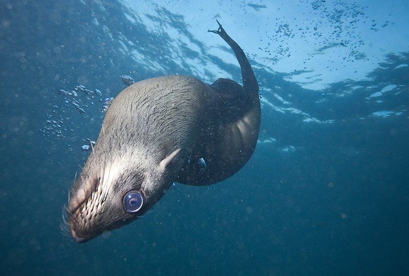 Морской котик, ЮАР Морской котик, ЮАРphoto preview