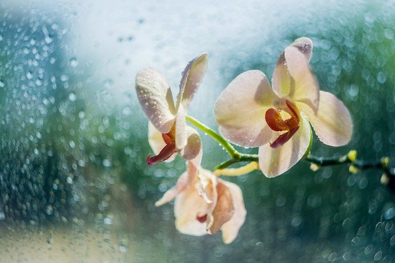 Утроphoto preview