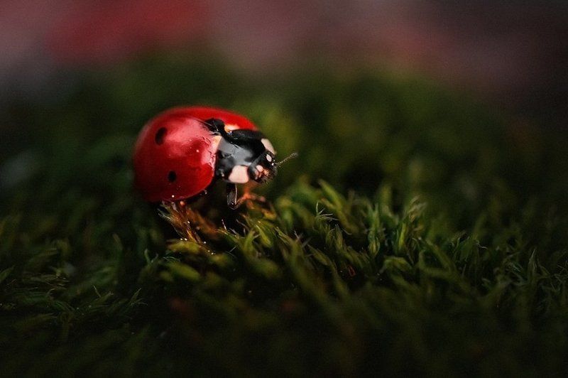 Красным по зеленомуphoto preview