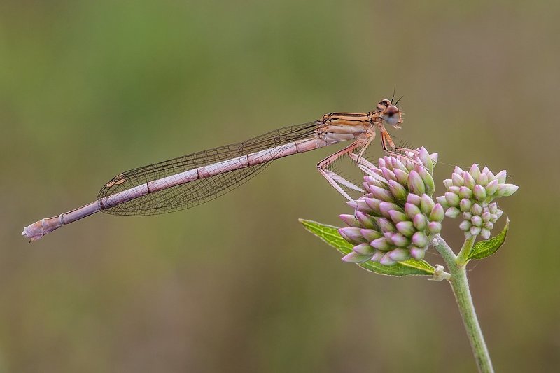 Insect, Macro, Makro, Nature, Wildlife Platycnemis pennipesphoto preview