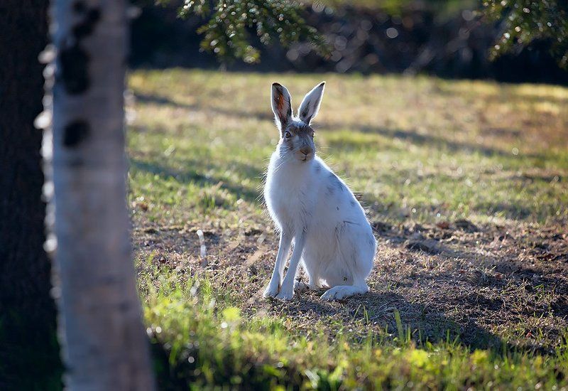 Животные, Заяц, Природа *** фото превью