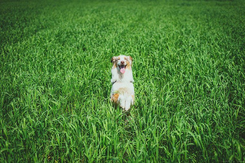 собака, австралийская овчарка Моллиphoto preview