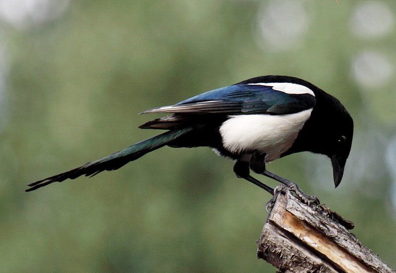 Сорокаphoto preview