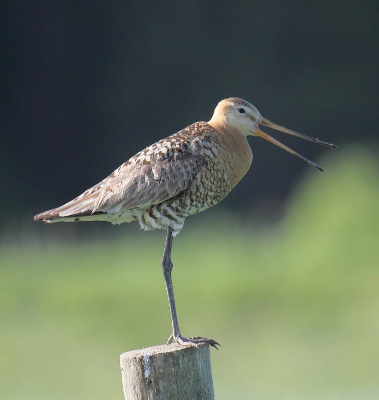 Статуэткаphoto preview