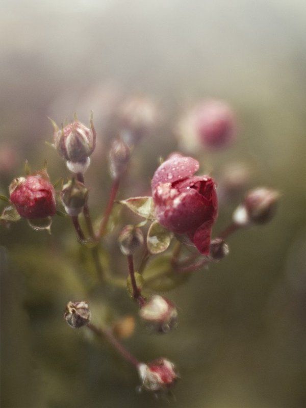 цветы, свет, линии, пятна, арт, настроение *** фото превью