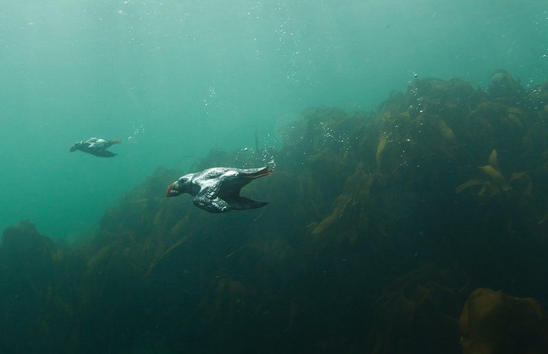 Тупики, Исландия Рыбалка тупиковphoto preview